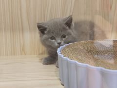 -屋虎猫馆(宝安大仟里店)
