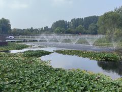 -微山湖红荷湿地景区