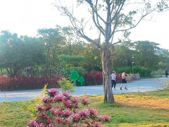 -福田红树林生态公园