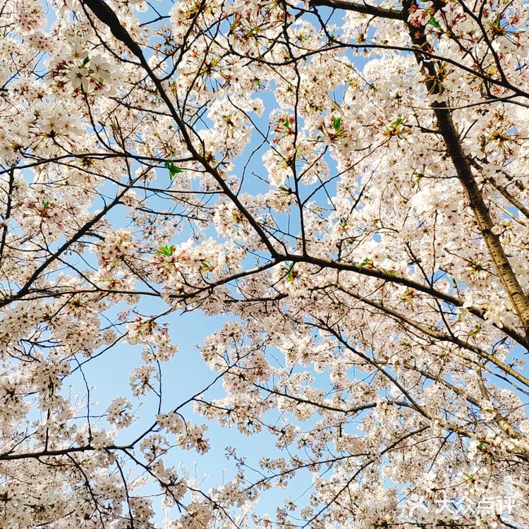 春天贩卖机🍧这里的樱花真美啊🌸