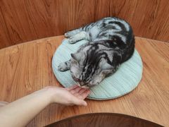 -有猫主题·治愈系猫咖(曾厝垵店)