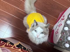 -瑞鹏宠物医院·骨科·猫科·内科(第一中心)