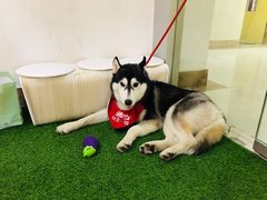 -Husky Go! 哈士奇体验馆·宠物咖啡厅狗咖