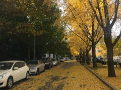 -三里屯东五街银杏大道