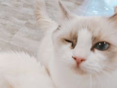 -楼上猫咖(罗湖店)
