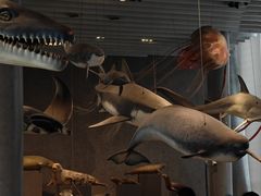-Behring World of Animals(上海自然博物馆店)