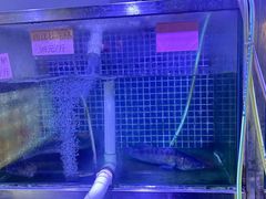 -八仔大富楼·河鲜(西江店)