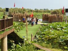 -洪湖生态旅游区