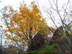 -香山公园