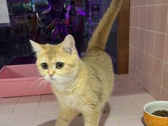 -FAELING PETS美天灵宠物(富力广场店)
