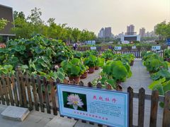 -莲花池公园