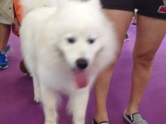 -东浩兰生上海世博展览馆