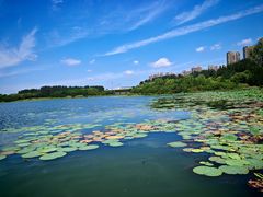 -丁香湖公园