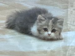 -伟伟宠物医院·CT影像中心·瑞派犬猫综合性门诊(汉口总院)
