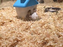 -悠尼宠物·独立低压伊珊娜洗护·美容·寄养(兰谷路店)