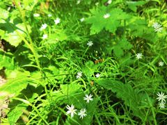 -白草畔自然风景区