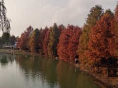 -上海海湾国家森林公园