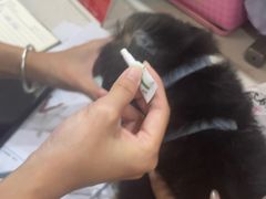 -千城康桥宠物医院CT影像·骨科·心脏专科中心(厚街分院)
