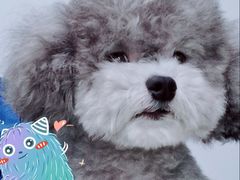 -佳雯宠物医院(金华南路分院)