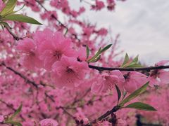 -秀丽东方