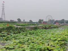 -白洋淀景区