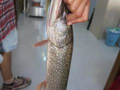 狗鱼-煲来饱去冷水鱼