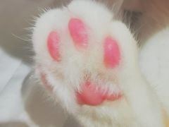 -藏猫猫咖啡主题馆(中央大道店)