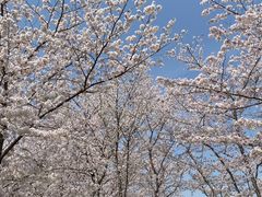 -顾村公园