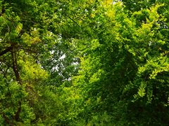 -淇河国家湿地公园