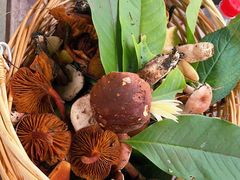 -铁山坪森林公园