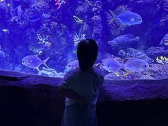 -芜湖新华联大白鲸海洋公园