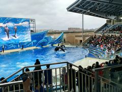 虎鲸表演-上海海昌海洋公园