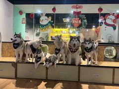 -Husky Go! 哈士奇体验馆·宠物咖啡厅狗咖