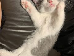 -1013 PET SHOP 宠物商店(近铁城市广场店)