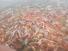 android_upload_pic-北戴河圣蓝海洋公园