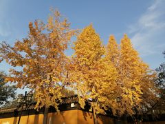-西园戒幢律寺