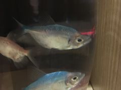 -麦子MaiMassage(打浦桥店)
