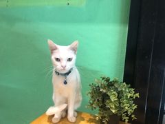 -猫色咖啡·猫咖