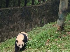 -都江堰中华大熊猫苑