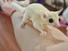 -楼上猫咖(罗湖店)
