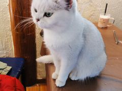 -猫小院猫主题餐厅(南锣旗舰店)