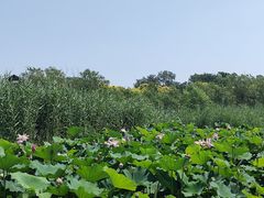 -绿堤公园