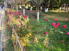 -花溪公园