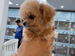 -萌宠之家·腊肠犬·马尔泰·小体犬舍