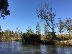 -上海长兴岛郊野公园