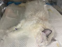 -爱侣宠医·鹦鹉专科·小型哺乳类·异宠专科(灵石路店)