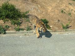 -大连森林动物园