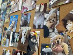 -翊宠yipet猫狗购宠庄园犬舍•猫舍