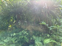 -西双版纳原始森林公园