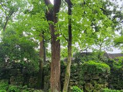 -绮园景区
